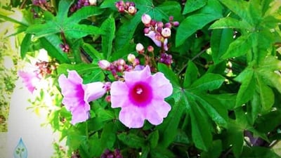 Ipomoea mauritiana (Kiri badu)