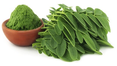 Moringa oleifera