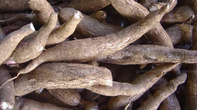 Manihot esculenta