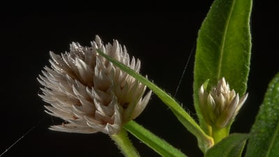 Alternanthera sessilis