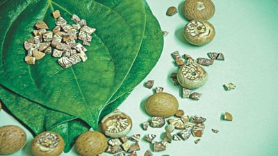 Betel Leaves