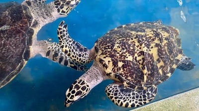 Hikkaduwa Turtle Hatchery