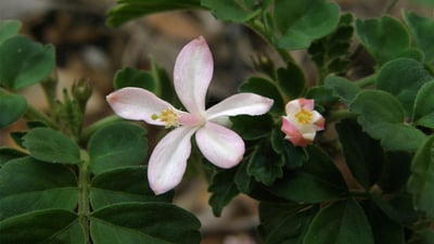 Munronia pinnata