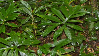 Lasia spinosa