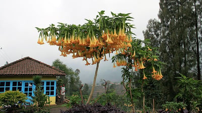Brugmansia suaveolens