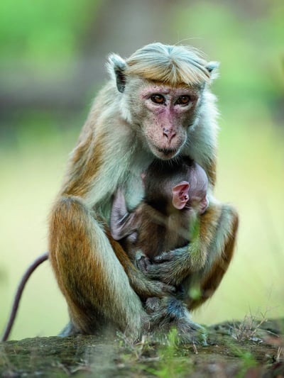 Monkey Kingdom