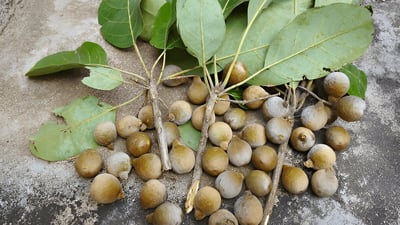 Terminalia bellirica (????)