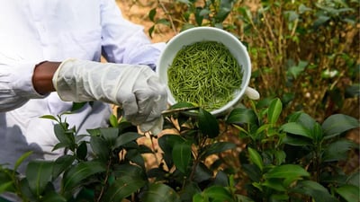Handunugoda Tea Estate