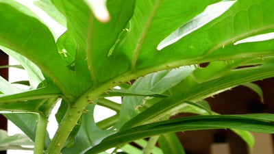 Lasia spinosa