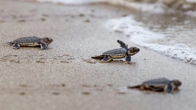 Hikkaduwa Turtle Hatchery