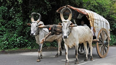 Bullock Cart Rides