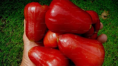 Jambu