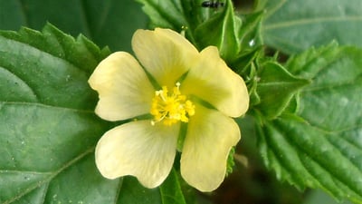 Sida rhombifolia