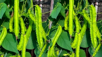 Psophocarpus tetragonolobus