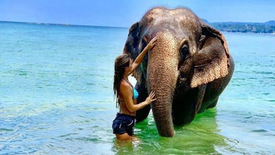 Elephant bathing