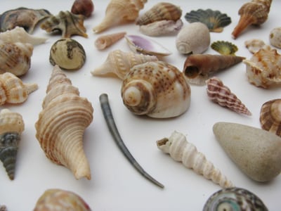 Seashells