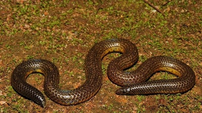 Gray's Earth Snake