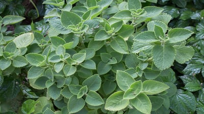 Plectranthus amboinicus
