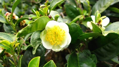 Camellia  sinensis