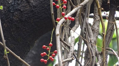 Tinospora sinensis