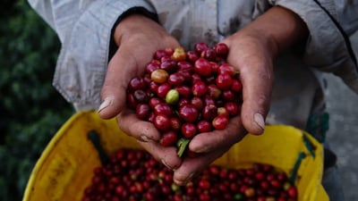 Ceylon Coffee (Ceylon Arabica)