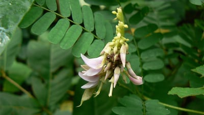 Abrus precatorius