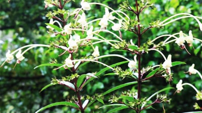 Clerodendrum indicum