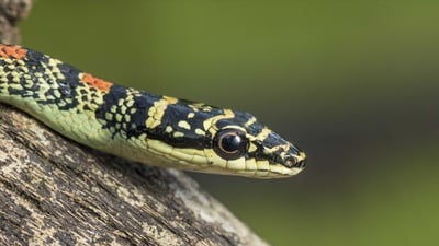 Ornate Flying Snake