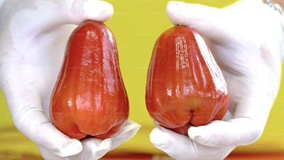 Jambu