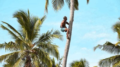 Toddy Tapping