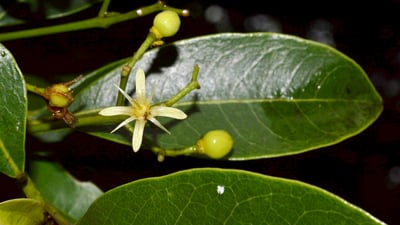Acronychia pedunculata