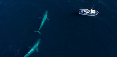 Blue Whale