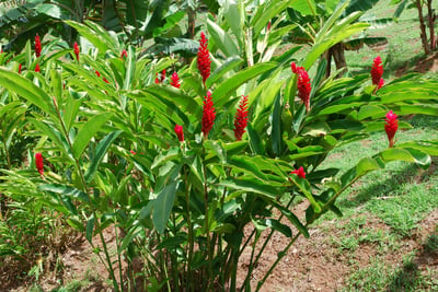 Alpinia Calearta