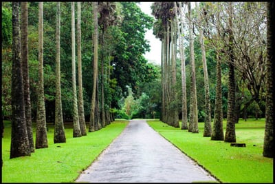 Botanical Gardens