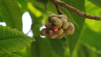 Michelia champaca  var. champaca