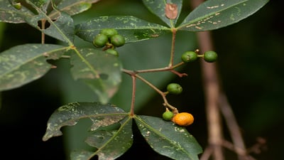 Toddalia asiatica