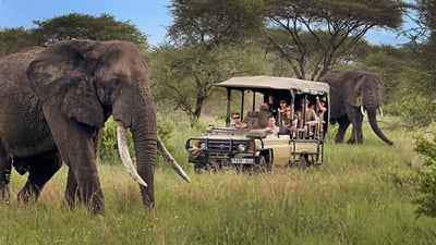 Safari Safety Guideline