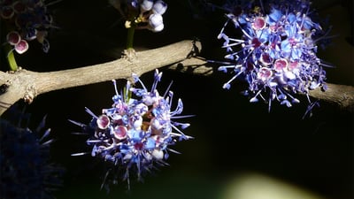 Memecylon capitellatum