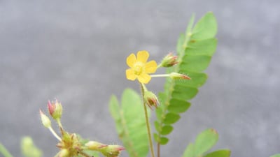 Biophytum reinwardtii