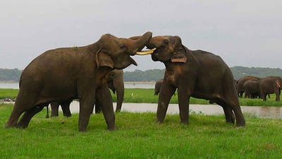Kaudulla National Park