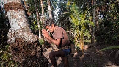 Toddy Tapping