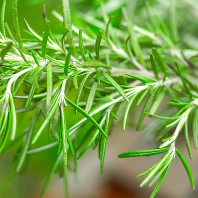 Rosemary