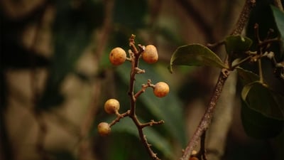 Toddalia asiatica