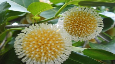 Nauclea orientalis
