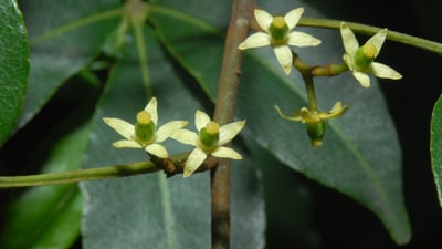 Toddalia asiatica