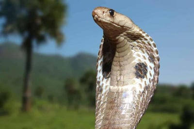 Herpetofauna