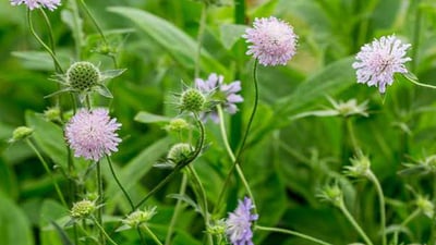 Mentha arvensis var. javanica (Oduthalan,??????)