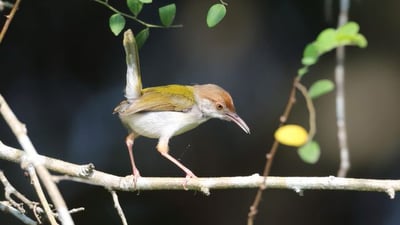 Hunuvilagama