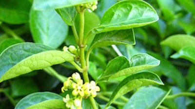 Gymnema sylvestre