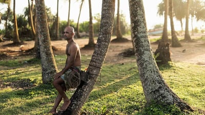 Toddy Tapping
